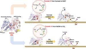 168. Direct Electrical Contact of NAD+/NADH-Dependent Dehydrogenase on Electrode Surface Enbaled by Non-Native Solid-Binding Peptide as a Molecular Binder