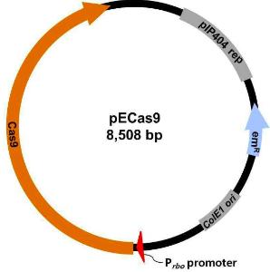 Genome editing vector for eubacterium callanderi, method for editing genome of eubacterium callanderi using the same, and transgenic eubacterium callanderi strains using the same