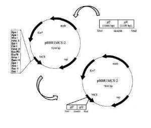 Shewanella Variants. manufacturing method and use thereof