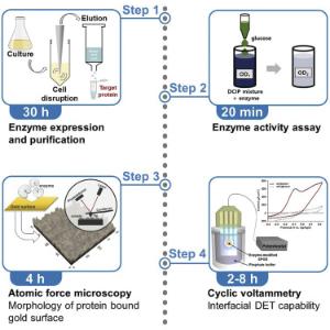 169. Protocol for construction and characterization of direct electron transfer-based enzyme-electrode using gold binding peptide as molecular binder