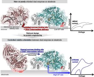 177. Orientation-controllable enzyme cascade on electrode for bioelectrocatalytic chain reaction