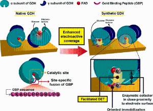 140. Construction of Uniform Monolayer- and Orientation-Tunable Enzyme Electrode by a Synthetic Glucose Dehydrogenase without Electron-Transfer Subunit via Optimized Site-Specific Gold-Binding Peptide Capable of Direct Electron Transfer